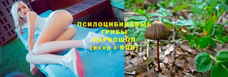 Галлюциногенные грибы Psilocybe  Артёмовский 